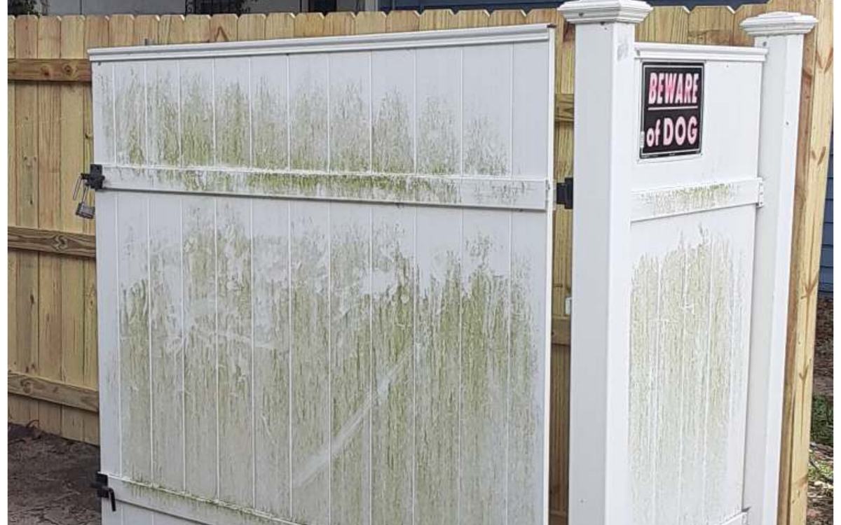 White vinyl fence gate covered in green algae before Sandbar soft washing — real job photo